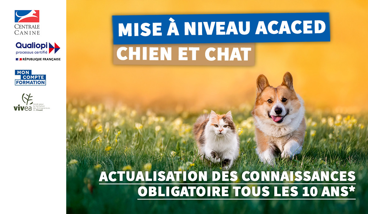 https://elearning.centrale-canine.fr/blocks/vitrina/detail.php?id=21
